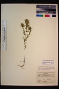 Castilleja lineariloba image